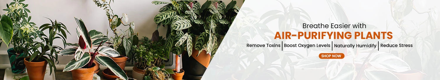 Buy Online Air Purifying Indoor Plants