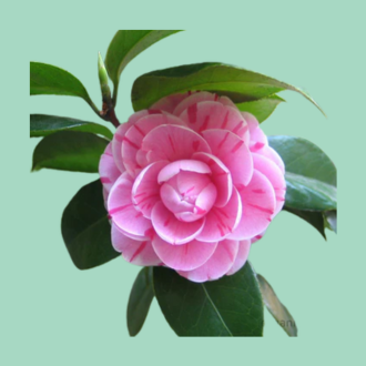 Buy Online Fragrant Flowering Plants
