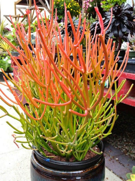 Euphorbia Tirucalli Firesticks - Plant