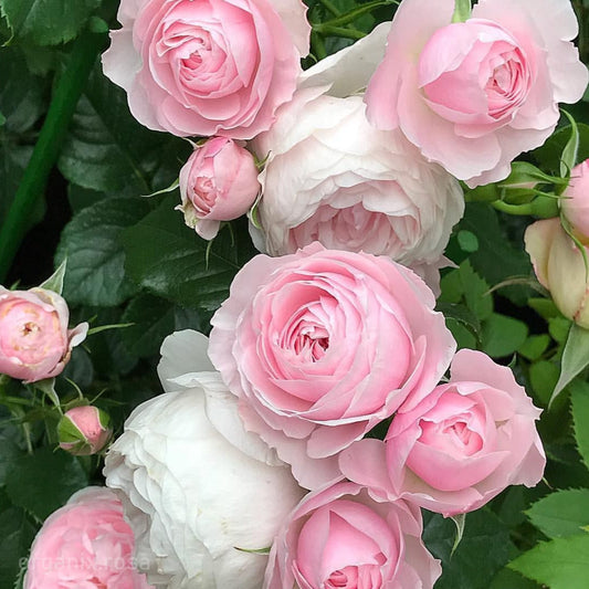 Kashmiri Rose Baby Pink Flowering Plant