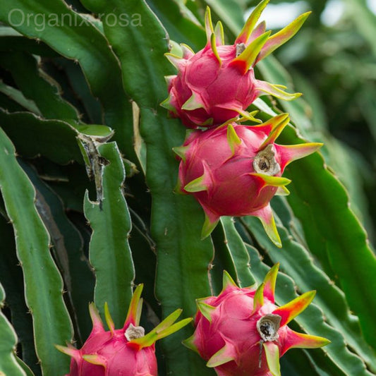 Dragon Fruit (Pink) Exotic Fruit Live plant