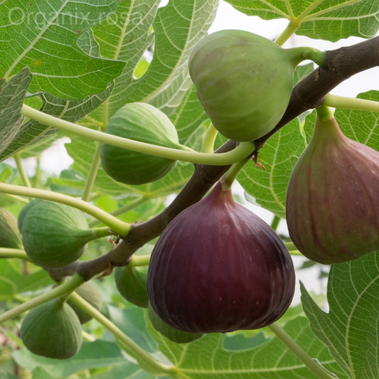 Anjeer/Fig Puna Hybrid Live Fruit Plant