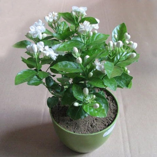 Jasmine (Double Mogra) Aromatic Flower Plant