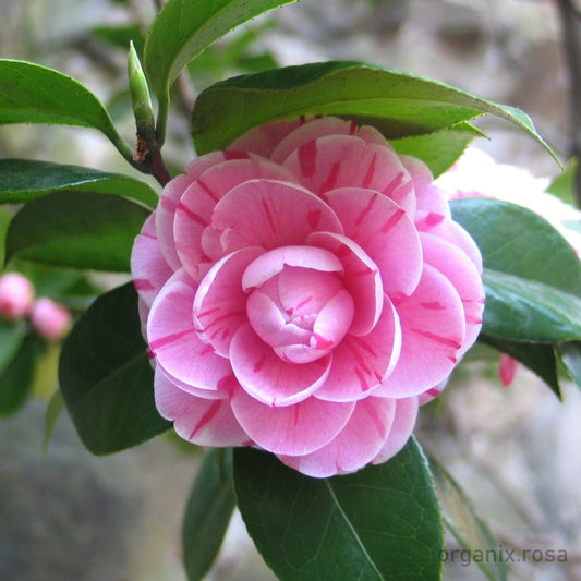 Camellia Flower Plant