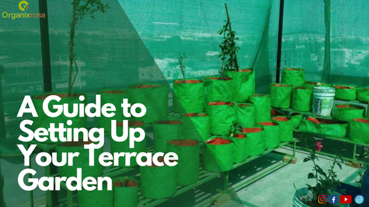 A Guide to Setting Up Your Terrace Garden