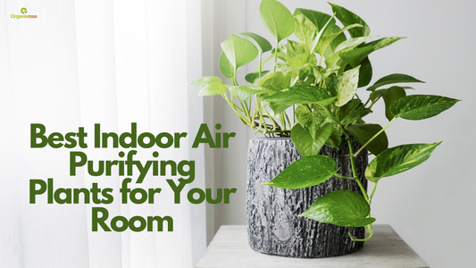 Breathe Easy with the Best Indoor Air Purifying Plants for Your Room