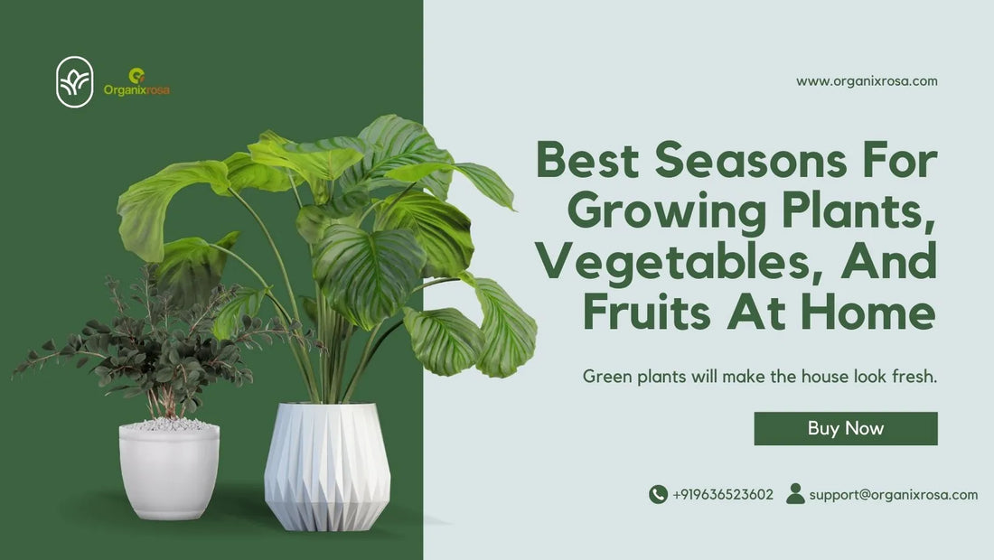 Best Seasons for Growing Plants