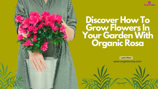 Discover How To Grow Flowers In Your Garden With Organic Rosa
