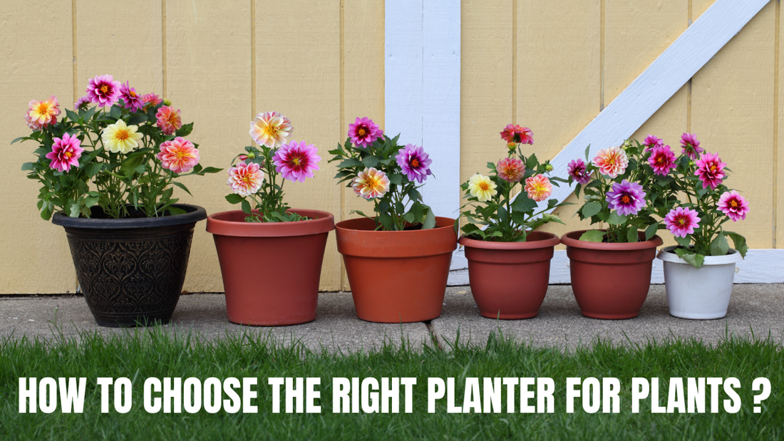 How to Choose the Right planter for plants