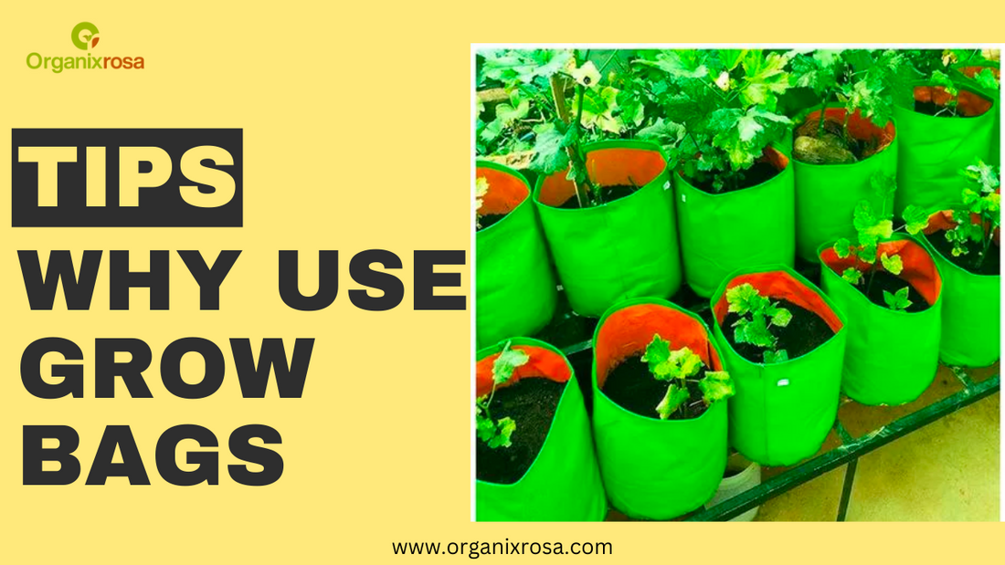 Top 10 Tips Why you should use Grow Bags