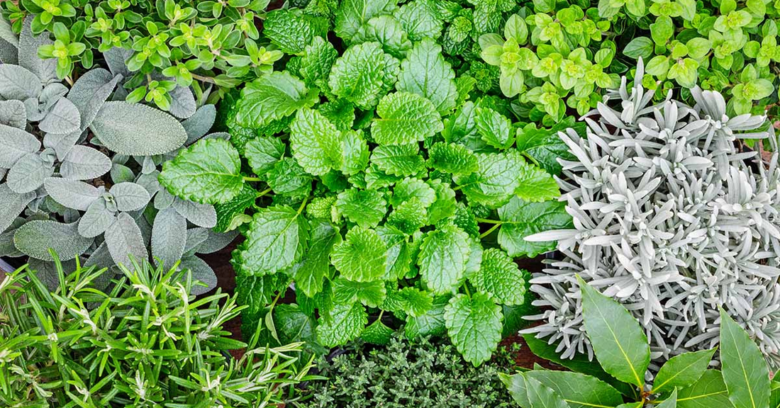 What are Herb Plants? Types and Benefits of Herb Plants