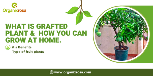 What is Fruit Grafted Plant, it's Benefits, & type of fruit plants you can grow at Home.