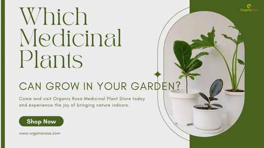 Which Medicinal Plants Can Grow in Your Garden?