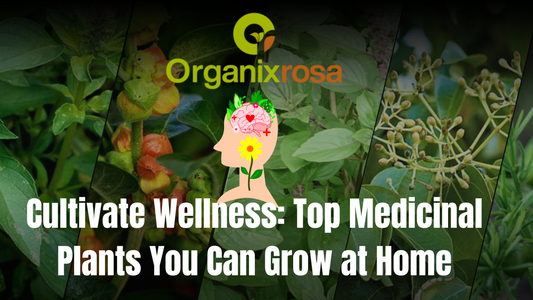 Cultivate Wellness: Top Medicinal Plants You Can Grow at Home
