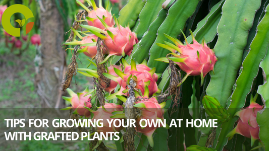 Cultivating Dragon Fruit Magic: Tips for Growing Your Own at Home with Grafted Plants