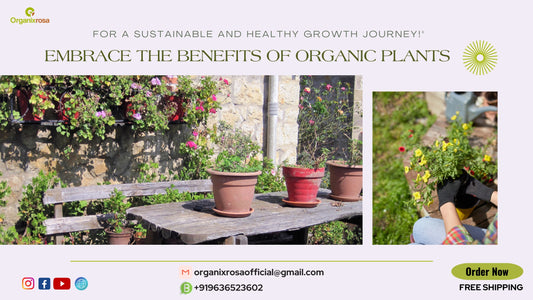 The Benefits of Organic Plants: Going Natural is the Way to Grow