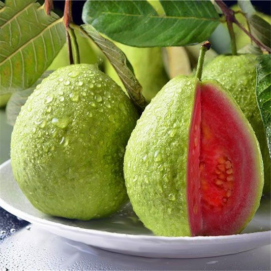 Guava Thai Pink Fruit Live Plant