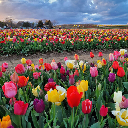 Holland Tulip Bulbs mix colour (Pack Of 5 Bulbs)