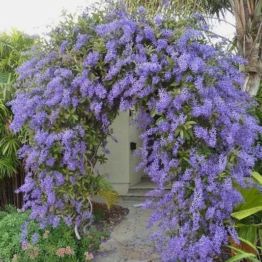 Petrea Volubilis ( Queen's Wreath, Blue bird ) Flower Vine
