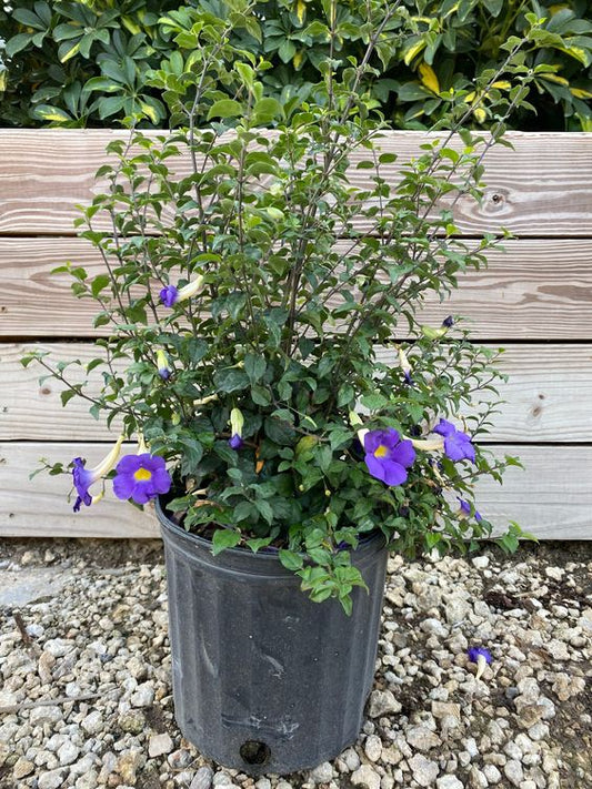 Thunbergia Erecta (Bush Clock Vine) Flower Plant