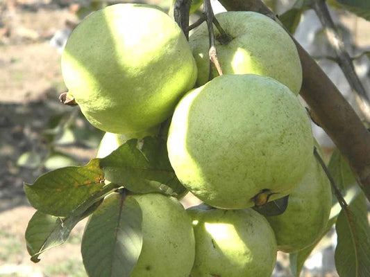 Guava VNR Grafted Fruit Live Plant