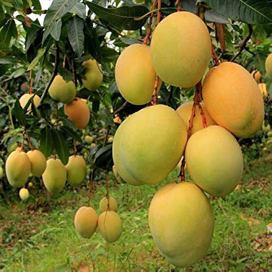 Mango Alphonso Grafted Fruit - Plant