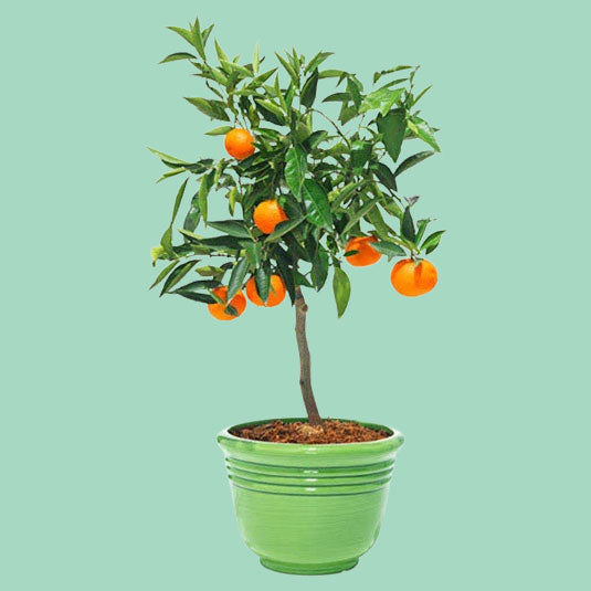 Buy Online Hybrid Fruit Plants