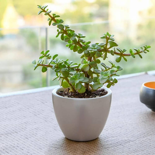 Hanging Jade Lucky Air Purifying Plant