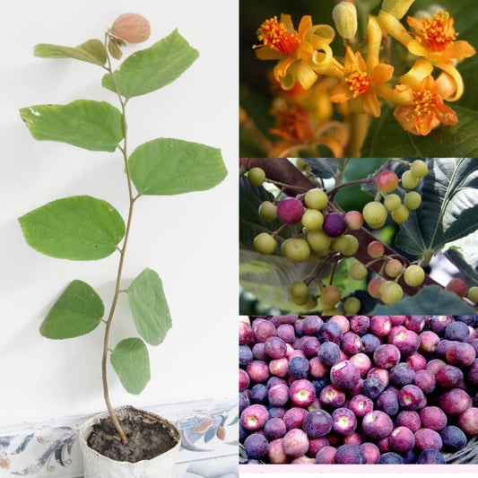 Phalsa/Falsa Grewia Asiatica Thai Dwarf Fruit Live Plant
