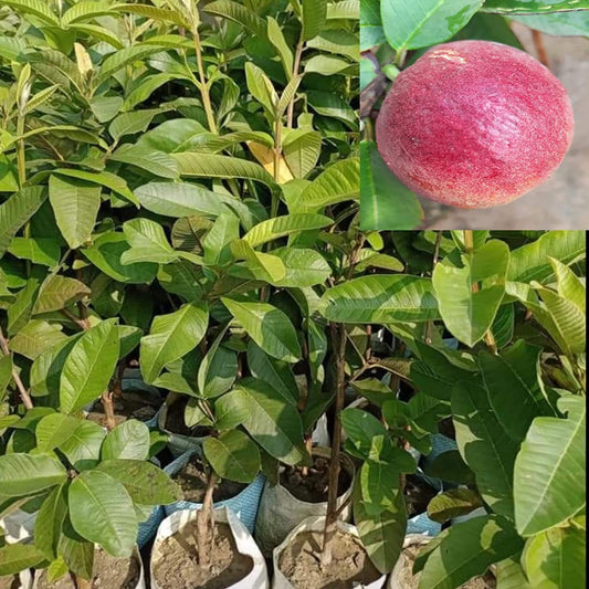Guava Apple Cross Fruit -  Plants