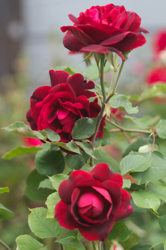 Red Rose Baramasi highy Fragrance Flower - Plants