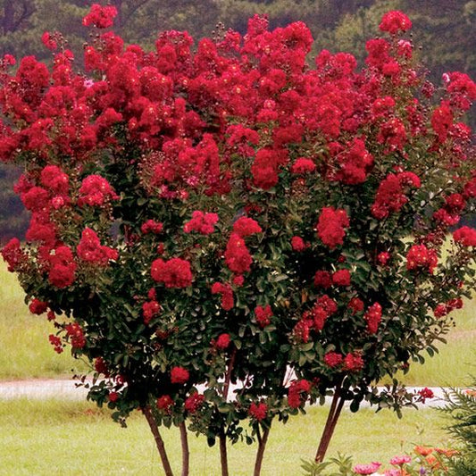 Lagerstroemia Red Rocket Flower Plant.