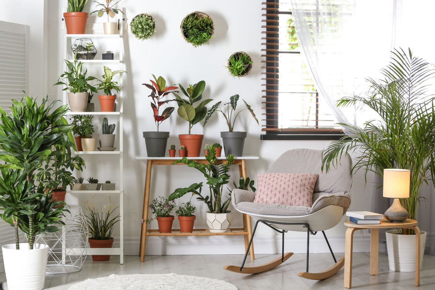 Buy Online Air Purifying Indoor Plants