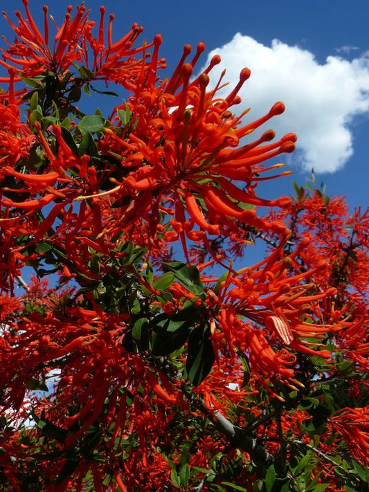 Combretum Coccineum (Scarlet Comb, Flame Vine) Red Flower creeper