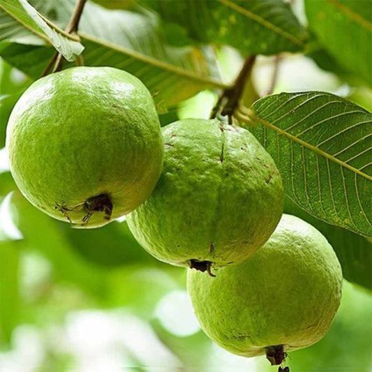 Guava Allahabadi Safeda (Baramasi) Grafted Fruit Live Plant