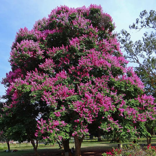 Lagerstroemia speciosa Flower Tree