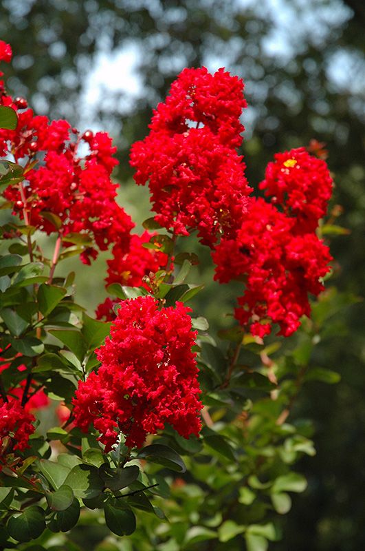 Lagerstroemia Red Rocket Flower Plant.