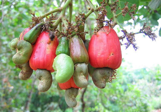 Cashew Nut Tree(Grafted)-Fruit Plants & Tree