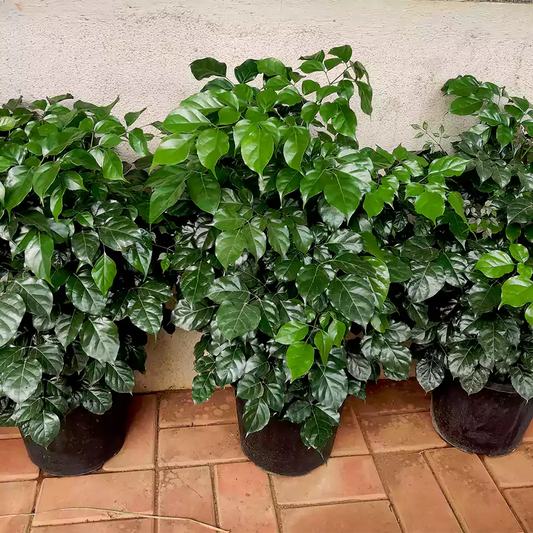China Doll, Radermachera Sinica with self-watering pots  – Plant