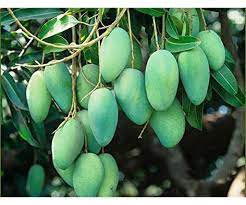Mango Baramasi Grafted Fruit Plant