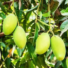 Mango Dasheri Grafted Fruit - Plants