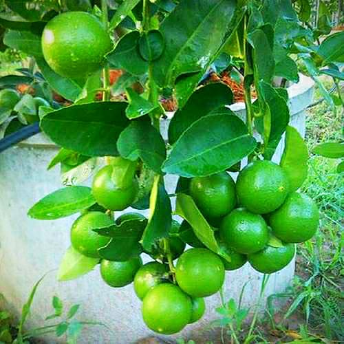 Lemon Seedless  Baramasi- Fruit Plants & Tree