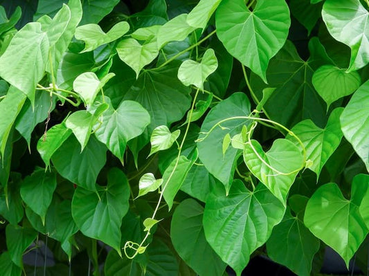 Giloy Gulbel Tinospora cordifolia Herbal Plant