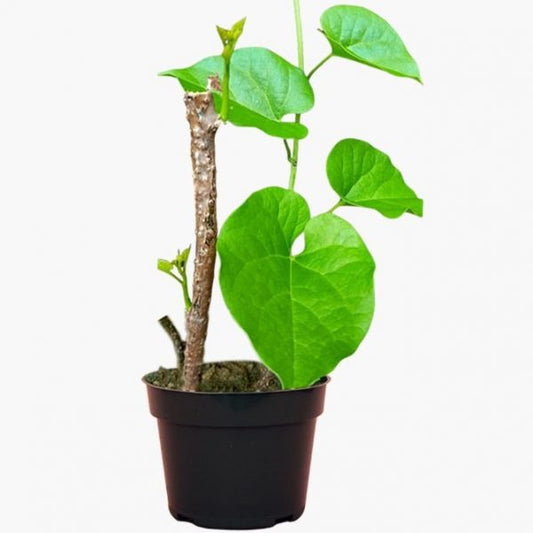 Giloy Gulbel Tinospora cordifolia Herbal Plant