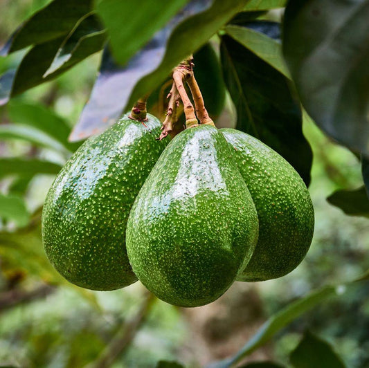 Avocado (Grafted) - Fruit Plants & Tree