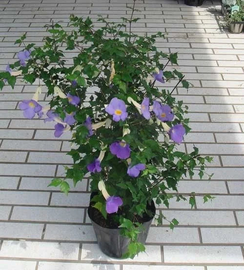 Thunbergia Erecta (Bush Clock Vine) Flower Plant