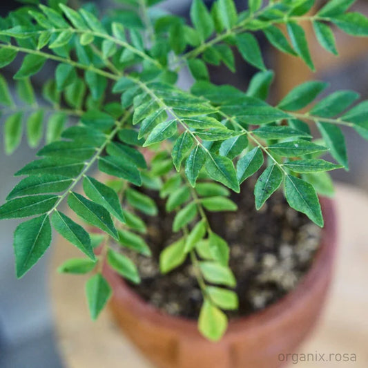 Curry Leaves Live Medicinal Plant(Combo Offer)