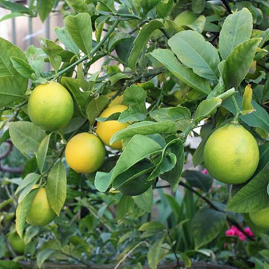 Lemon Kagzi Baramasi Grafted Fruit Live Plant