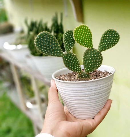 Opuntia Microdasys (Bunny Ear Cactus) - Plant