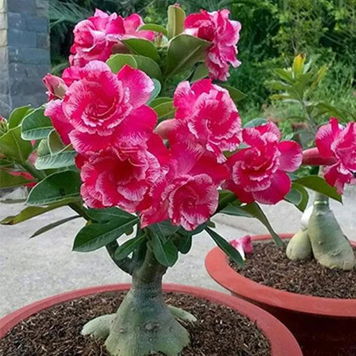 Adenium Pink Flower Grafted - Plant